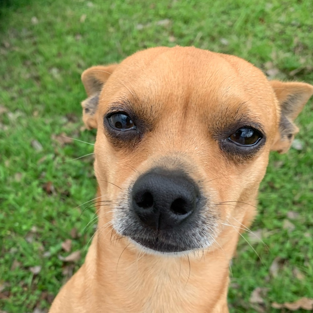 Meet your Posher, Abbie